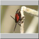 Ixodida sp - Zecke 01b.jpg